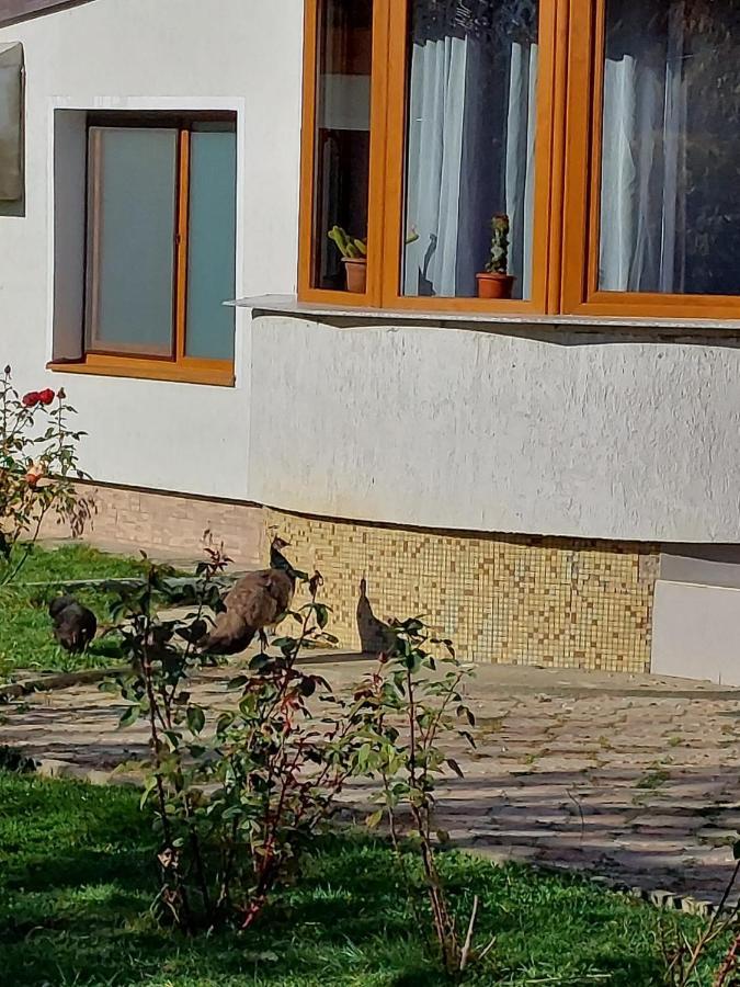 Pensiunea Vera Rîşnov Dış mekan fotoğraf